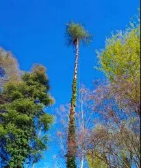 Tala y poda en altura de árboles en la Tenerife