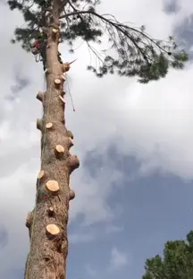 TALA Y PODA EN ALTURA Tenerife, Arboricultura